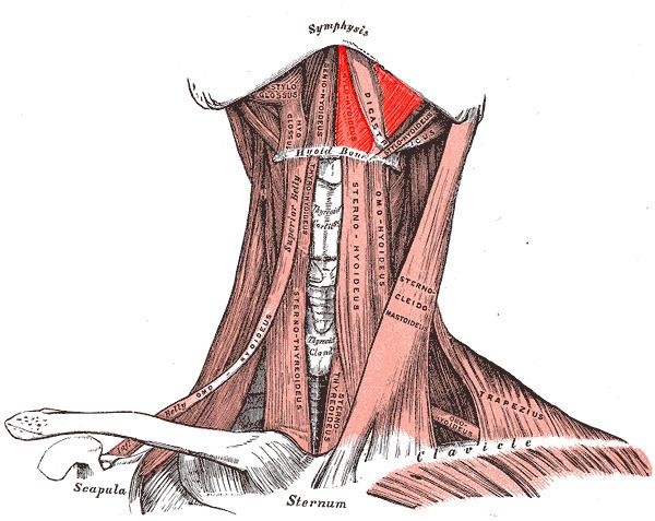 Mylohyoid muscle