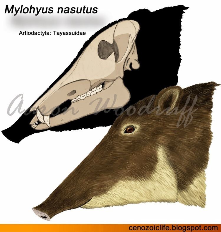 Mylohyus Life in the Cenozoic Era Longnosed Peccary Mylohyus nasutus