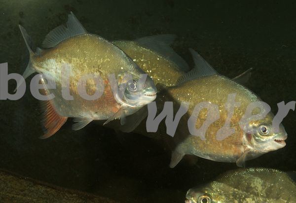 Myloplus Belowwatercom Rare Fish Blog Crenicichla johanna Myloplus