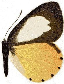Mylothris jacksoni httpsuploadwikimediaorgwikipediacommonsthu