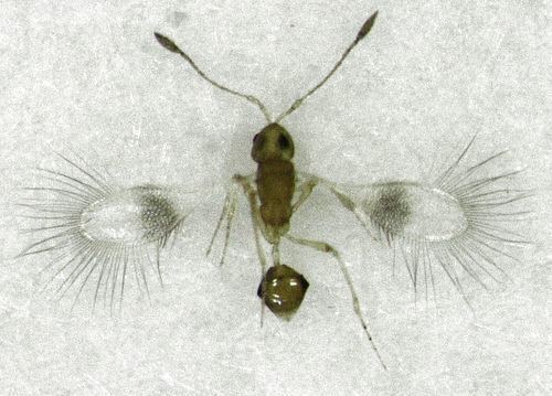 Mymarommatidae Mymarommatidae observed by stephenthorpe on February 22 2016