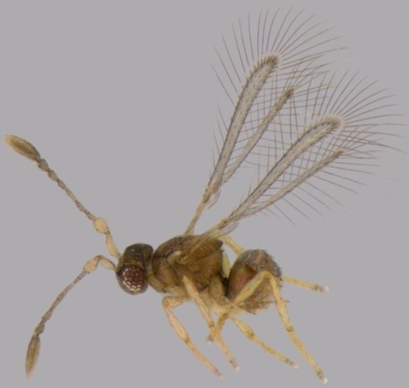 Mymarommatidae Eofoersteria Mathot