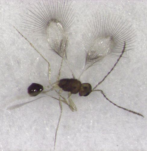 Mymarommatidae Mymarommatidae observed by stephenthorpe on February 19 2016
