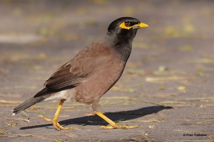 Myna 8 Myna HD Wallpapers Backgrounds Wallpaper Abyss