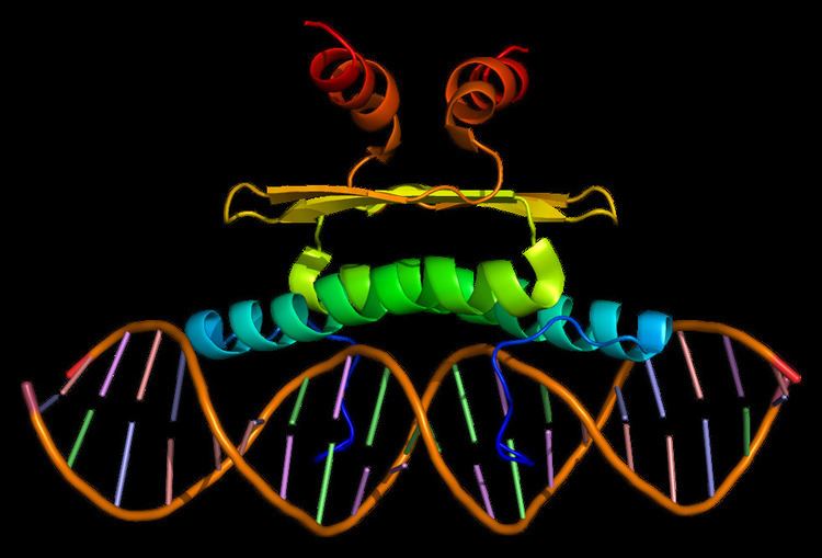 Myocyte-specific enhancer factor 2A