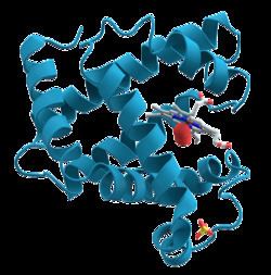 Myoglobin httpsuploadwikimediaorgwikipediacommonsthu