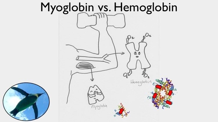 Myoglobin Getting Oxygen Myoglobin vs Hemoglobin YouTube