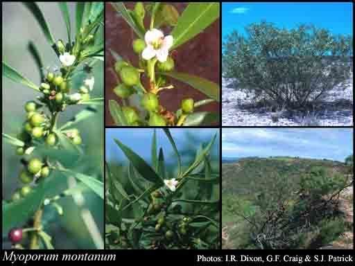 Myoporum montanum Myoporum montanum RBr FloraBase Flora of Western Australia