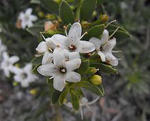 Myoporum parvifolium httpsuploadwikimediaorgwikipediacommonsthu