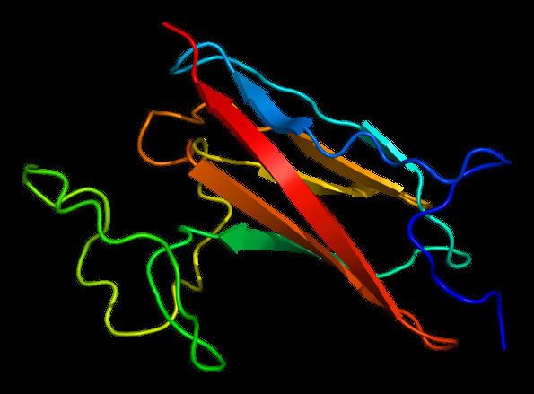 Myosin binding protein C, cardiac