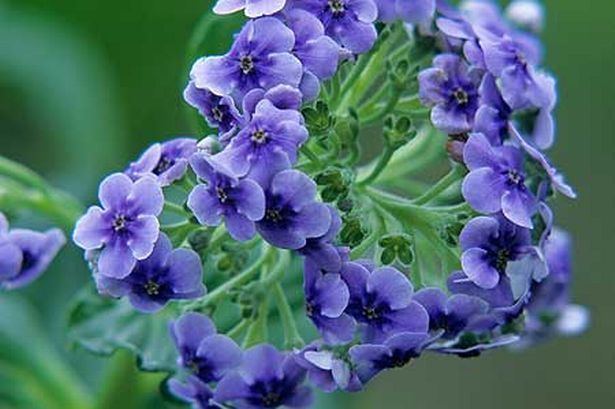 Myosotidium Plant of the week is Myosotidium hortensia mirror Administrator