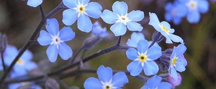 Myosotis ForgetMeNot Myosotis sylvatica