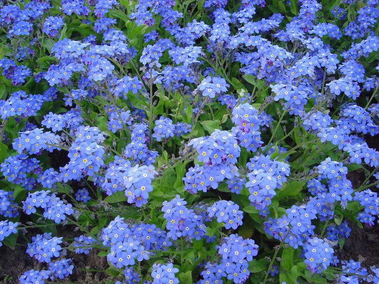 Myosotis Myosotis Wikiwand