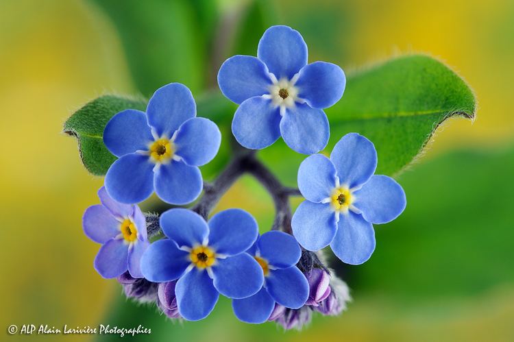 Myosotis Myosotis HotelR