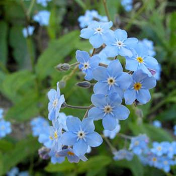 Myosotis alpestris Myosotis Alpestris Blue Forget Me Not Seed