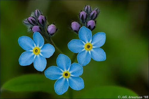 Myosotis Myosotis sylvatica Woodland forgetmenot Myosotis sylvat Flickr