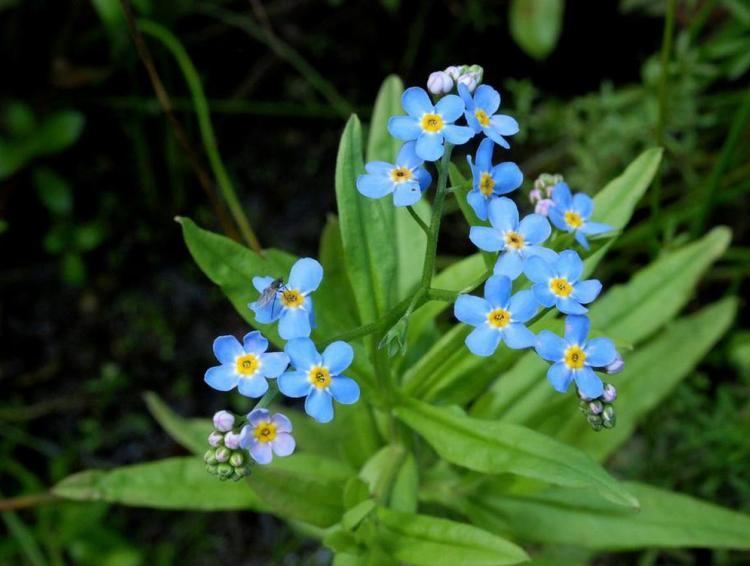 Myosotis scorpioides Myosotis scorpioides Water Forgetmenot Online Atlas of the