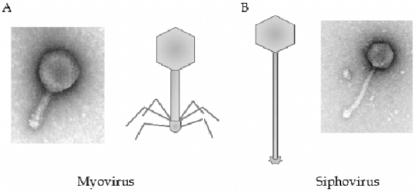 Myoviridae Common Morphotypes of Mycobacteriophage Myoviridae panel A