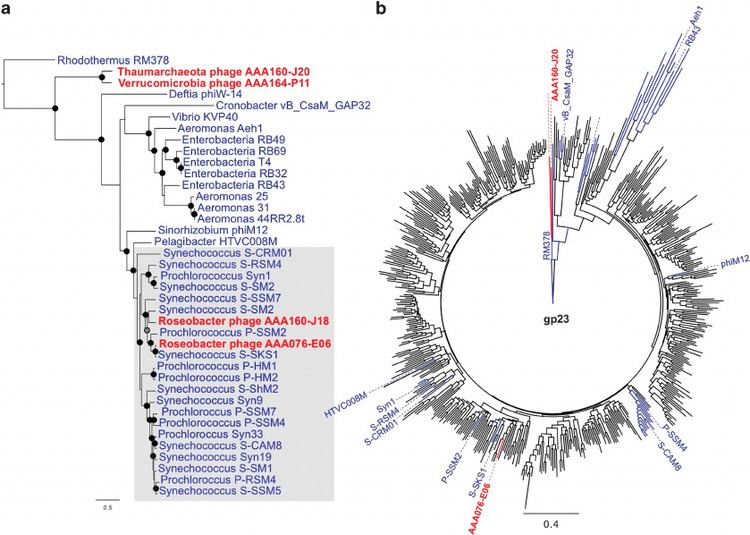 Myoviridae Phylogenetic analysis of Myoviridae phages recovered from