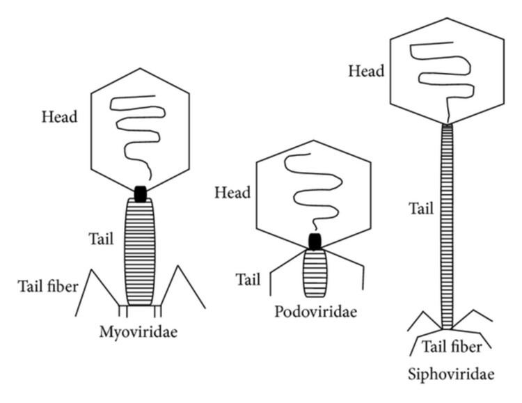 Myoviridae The threetailed phage families Myoviridae Siphoviridae and