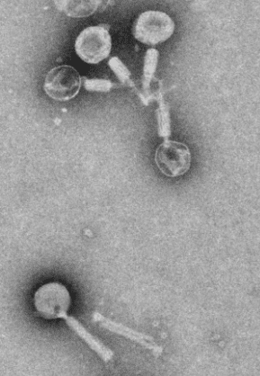 Myoviridae Myoviridae list of phages