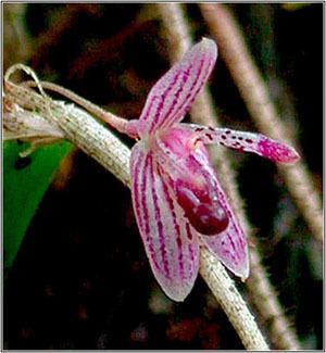 Myoxanthus Brazilian Orchids Orchid News 30