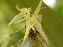 Myoxanthus exasperatus httpsuploadwikimediaorgwikipediacommonsthu