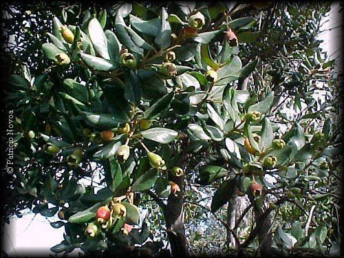Myrceugenia Myrceugenia correifolia Arbustos ChileBosque