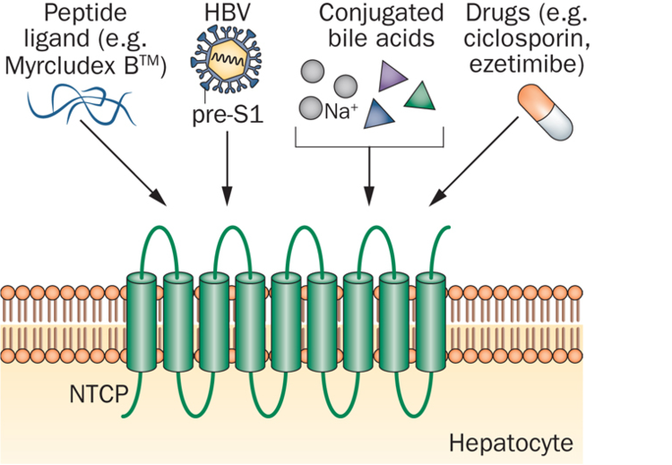 Myrcludex B GermanRussia Partnership to Fight Hepatitis in New Trial