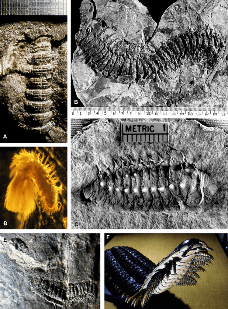 Fossil diplopods. (A) Paleodesmus tuberculatus (Brade-Birks), Lower... |  Download Scientific Diagram