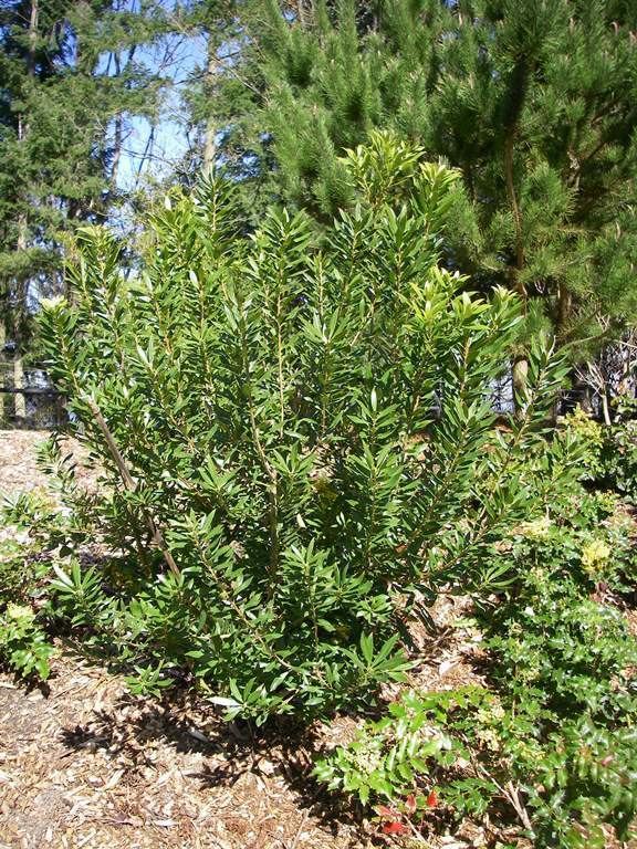 Myrica californica Pacific Wax Myrtle Morella californica Native Plants PNW
