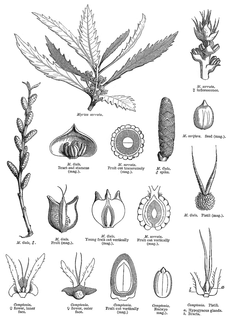 Myricaceae Angiosperm families Myricaceae Bl amp Dum