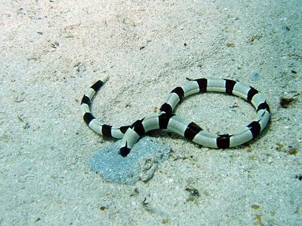 Myrichthys Harlequin Snake EelMyrichthys colubrinus