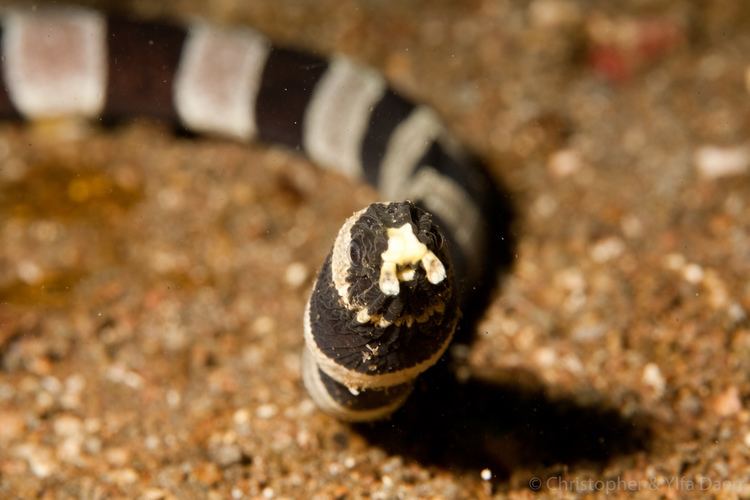 Myrichthys colubrinus Harlequin or banded snake eel myrichthys colubrinus Daerrcom