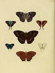 Myrina (butterfly) httpsuploadwikimediaorgwikipediacommonsthu