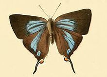 Myrina dermaptera httpsuploadwikimediaorgwikipediacommonsthu