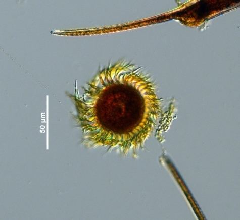 Myrionecta rubra EOS Phytoplankton Encyclopedia Project