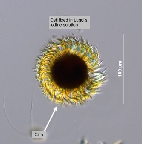 Myrionecta rubra httpswwweoasubccaresearchphytoplanktoncil