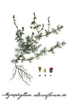 Myriophyllum alterniflorum Myriophyllum alterniflorum Wikipedia la enciclopedia libre