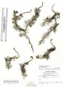 Myriophyllum sibiricum hasbrouckasueduimglibseinetHaloragaceaeherb