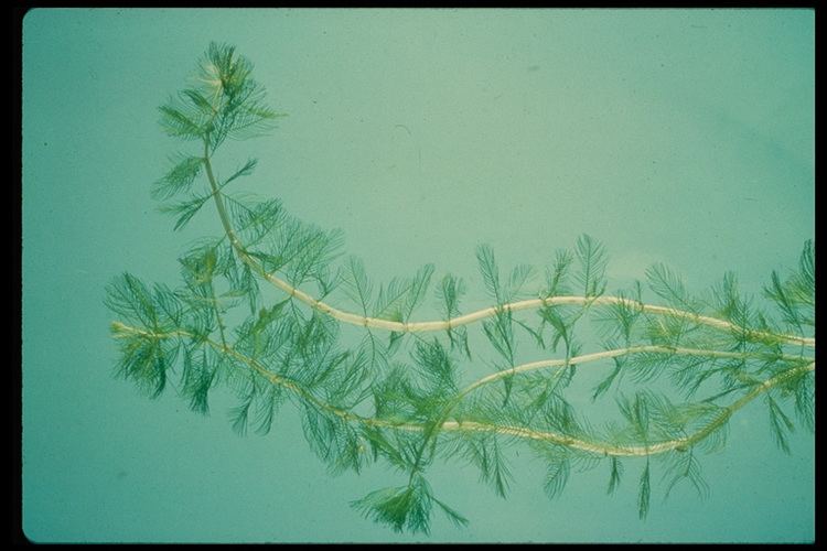 Myriophyllum sibiricum CalPhotos