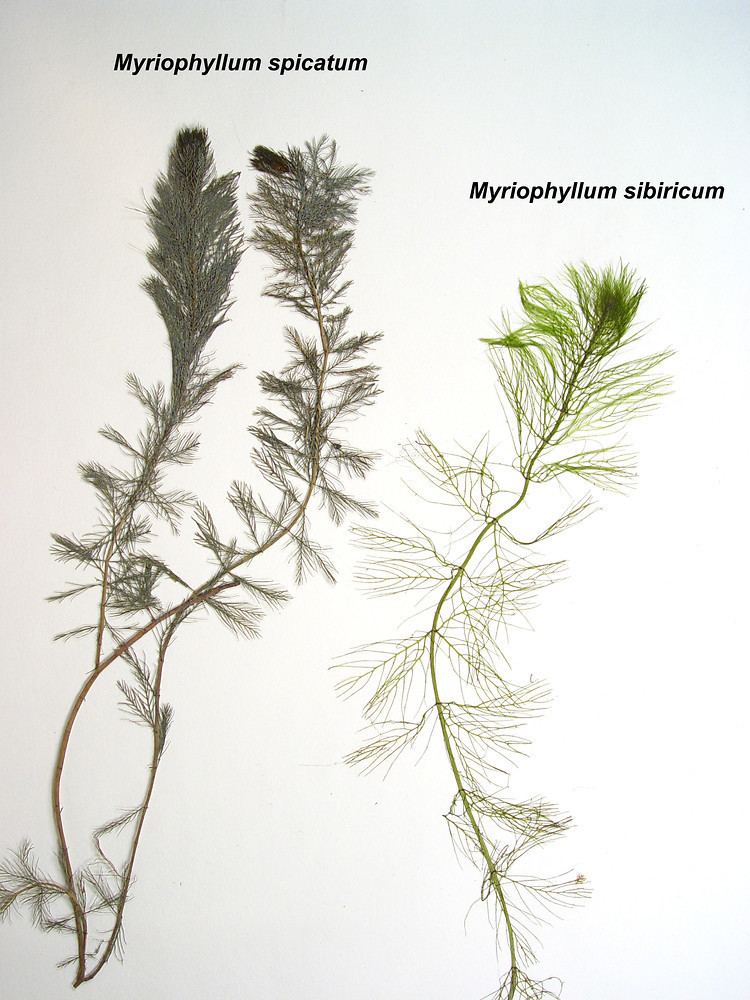 Myriophyllum sibiricum Myriophyllum sibiricum northern watermilfoil Go Botany