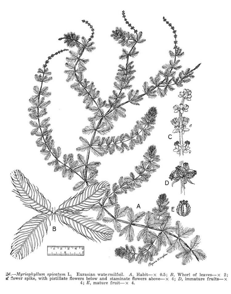 Myriophyllum spicatum Fact Sheet Myriophyllum spicatum
