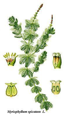 Myriophyllum spicatum httpsuploadwikimediaorgwikipediacommonsthu