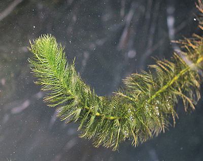 Myriophyllum verticillatum - Alchetron, the free social encyclopedia