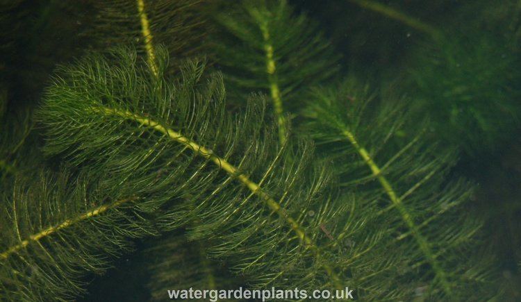 Myriophyllum Verticillatum - Alchetron, The Free Social Encyclopedia