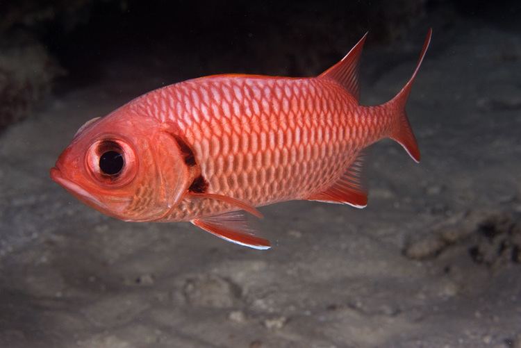 Myripristis Photos of squirrelfishes and soldierfishes family Holocentridae