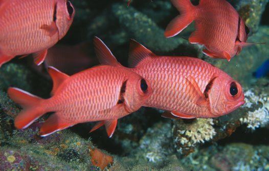 Myripristis Crimson Soldierfish Myripristis murdjan Forsskal 1775