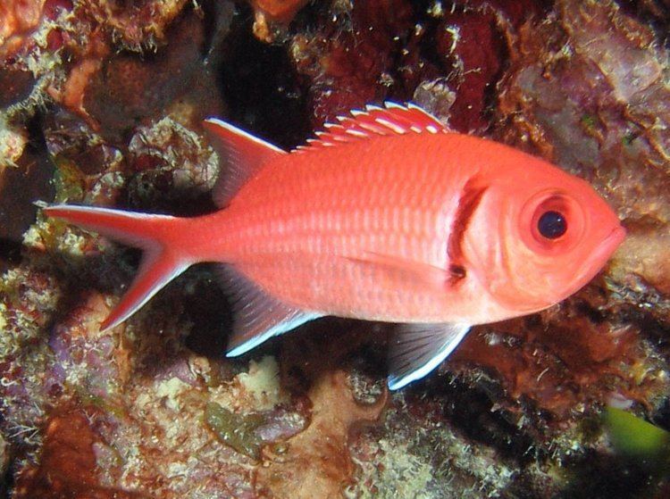 Myripristis jacobus Blackbar soldierfish