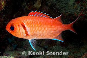 Myripristis jacobus Family Holocentridae Squirrelfishes amp Soldierfishes
